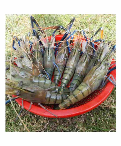 নদীর-বড়-গলদা-চিংড়ি-–-Golda-Chingri-1-kg-min